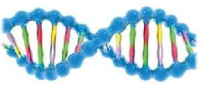 ДНК структура